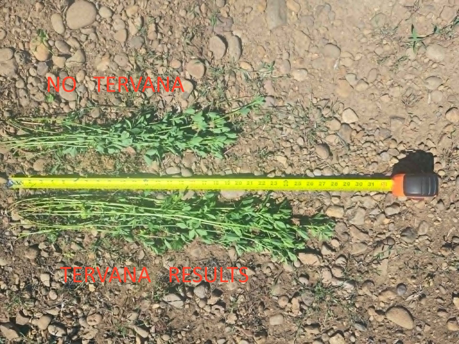 Crop Growth Results